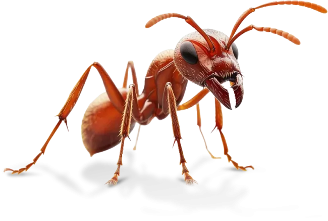 ant image