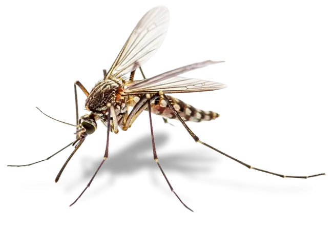 mosquito
